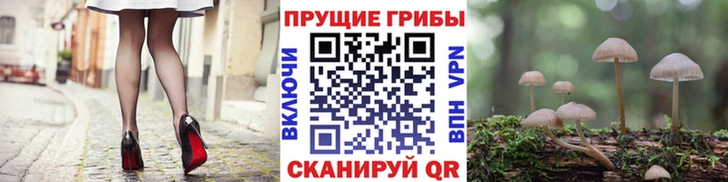 Галлюциногенные грибы Cubensis кракен ссылки Онега